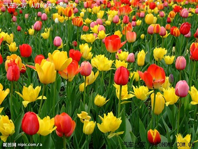 请问各位谁知道,在哈尔滨植物园郁金香盛开的