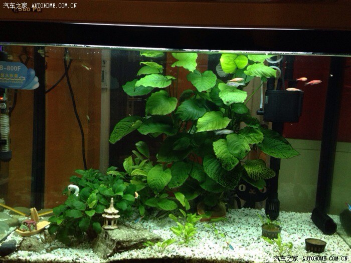 【图】小热带鱼怎么养啊?