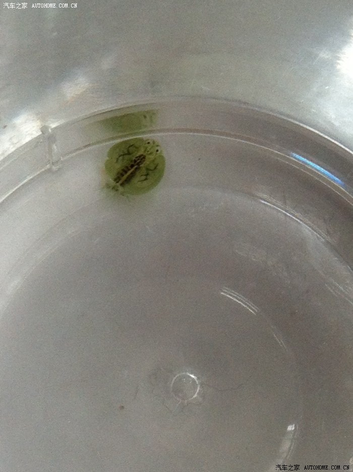 【图】小热带鱼怎么养啊?