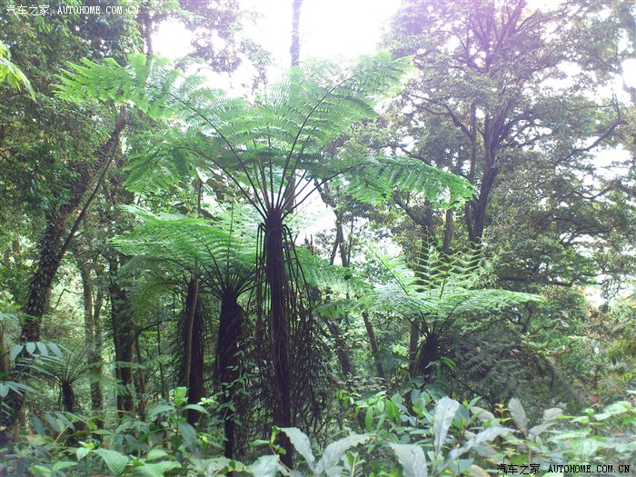植物活化石梭椤.