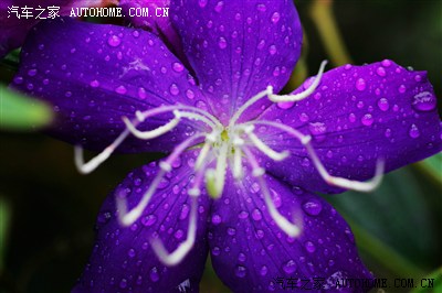 广州最近老下雨,今天冒雨去了一趟云台花园