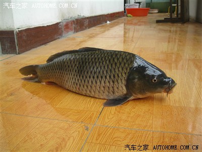 虎3钓鱼游记,顺便认证。内有大鱼照片,中车标