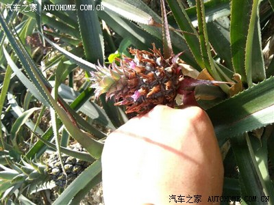 独闯神湾丫髻山摘菠萝_广东