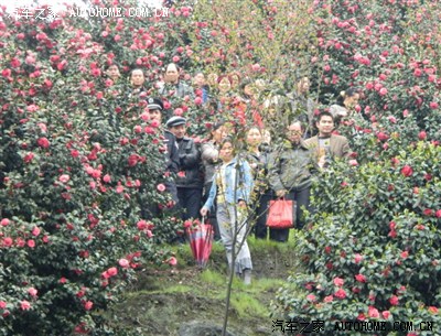 【四川逸动联盟宜宾分会】我家小逸带你游"龙茶花海"赏茶花