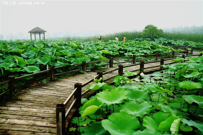 【光源】淮南后湖观荷花