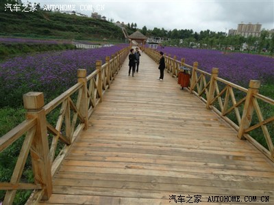 观赏威宁草海边上的相思草,草海泰丰园,西海码头.