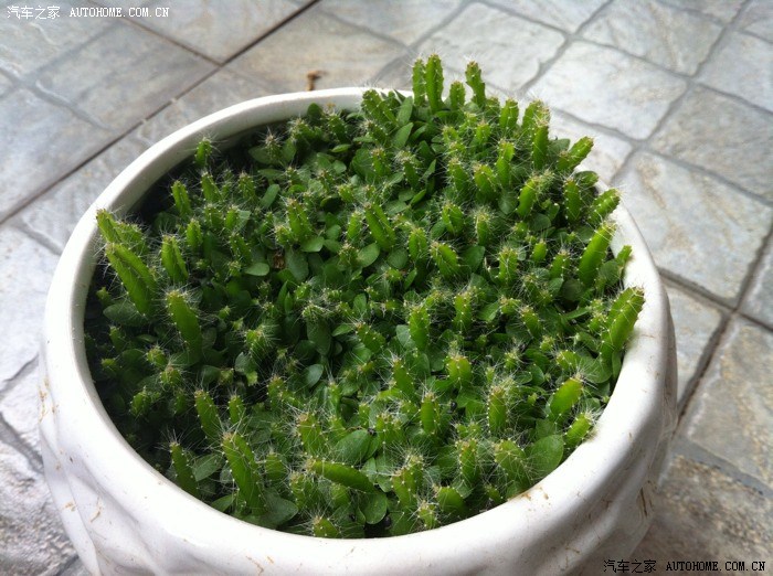 【图】我家的火龙果可以分盆了!