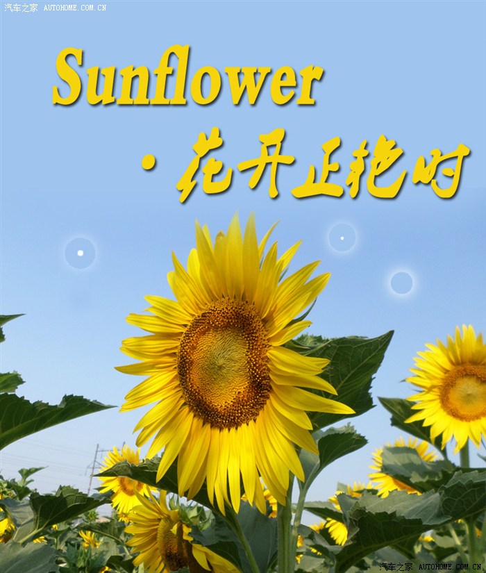 【图】Sunflower·花开正艳时_精彩作业论坛_