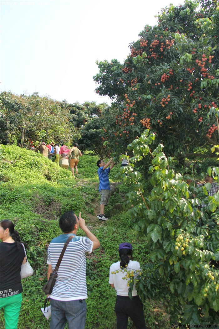 2014广州增城戈蓝车友会荔枝节