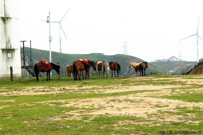 【图】青青草原上的《索八》大片来袭~求蛇精