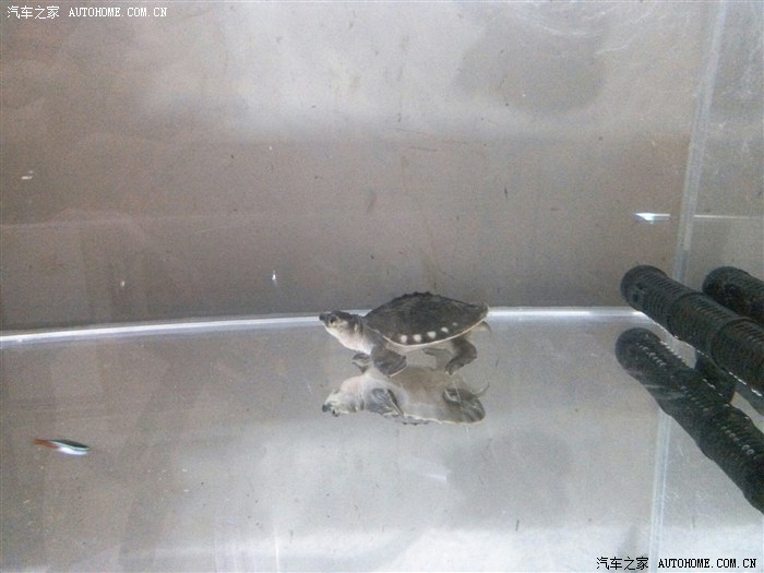 【图】发几张我养的鱼和龟,有同好吗?