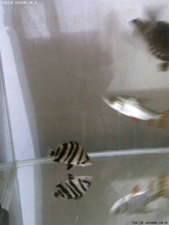 【图】发几张我养的鱼和龟,有同好吗?_宠物论