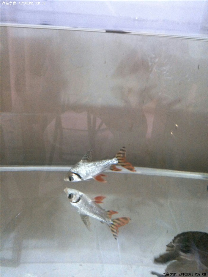 【图】发几张我养的鱼和龟,有同好吗?