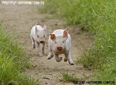 【图】吃过猪肉，看见过猪跑么?_吉利GX7论坛_汽车之家论坛