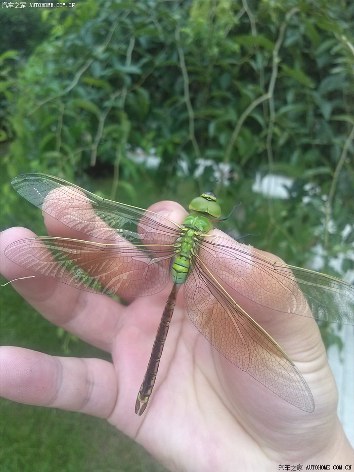 大绿豆是能够捕食小蜻蜓的大型蜻蜓,也是目前我们能见到的,体形最大