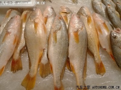 还有叫黄三鱼的鱼