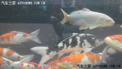 某养鱼专业户为了估计鱼塘中鱼的总鱼数,他先