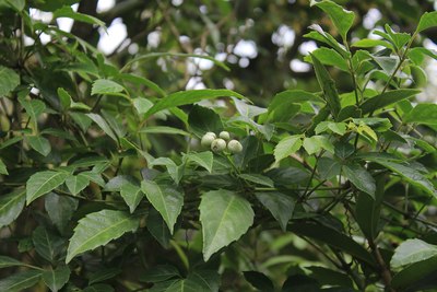 福建省<em>泉州市</em>洛江区<em>马甲镇</em>仙公山【支持甘肃