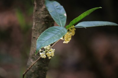 福建省<em>泉州市</em>洛江区<em>马甲镇</em>仙公山【支持甘肃