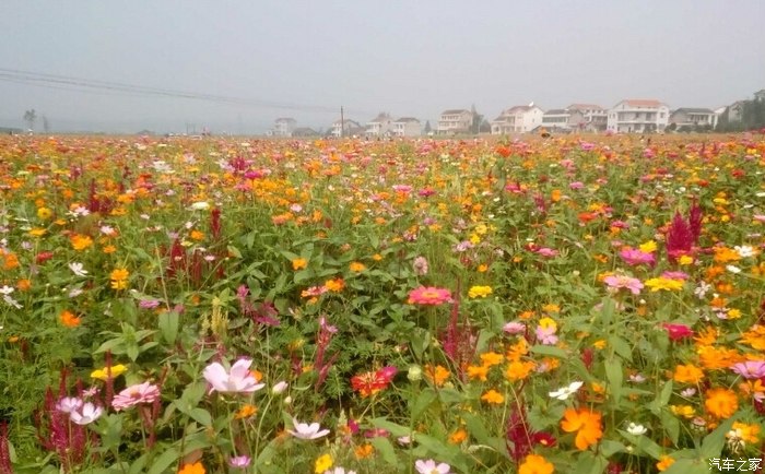 国庆哪里去美景就在身边桃源枫树枫林花海美景