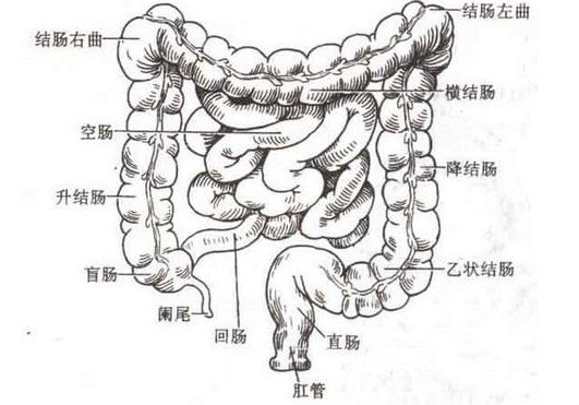 科学研究结果还显示,人体的免疫系统逾50%是位于结肠.