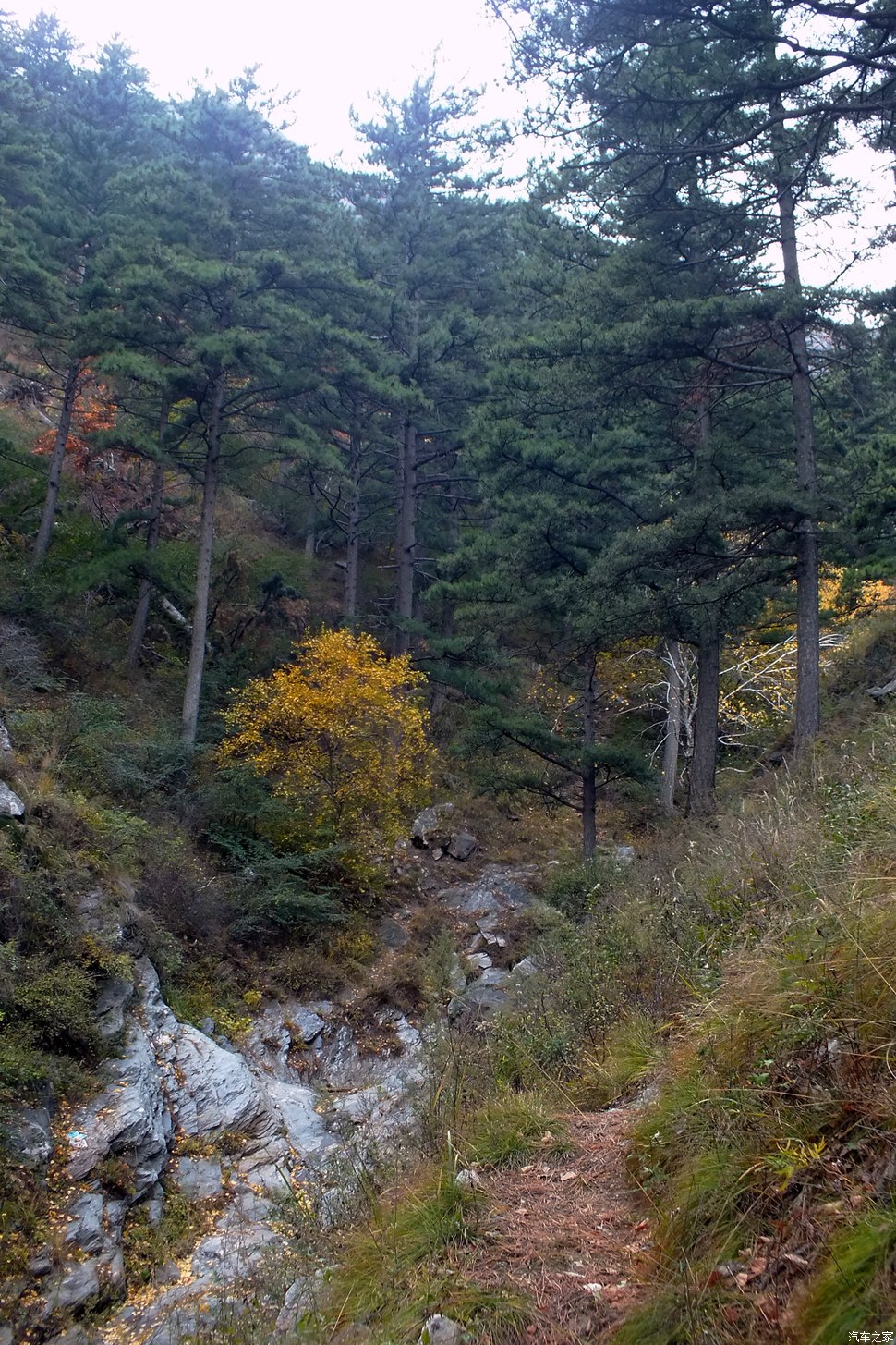 这么近距离接触。多拍了几张先到这条沟里转转悬崖上的小松树沟里的秋天
