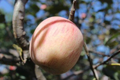 十月5日旬邑买苹果,很失败!_陕西_手机汽车之