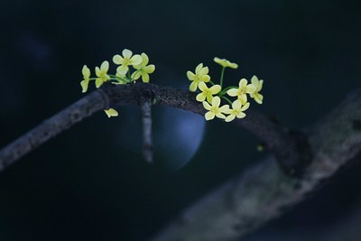 13p人闲桂花落夜静春山空