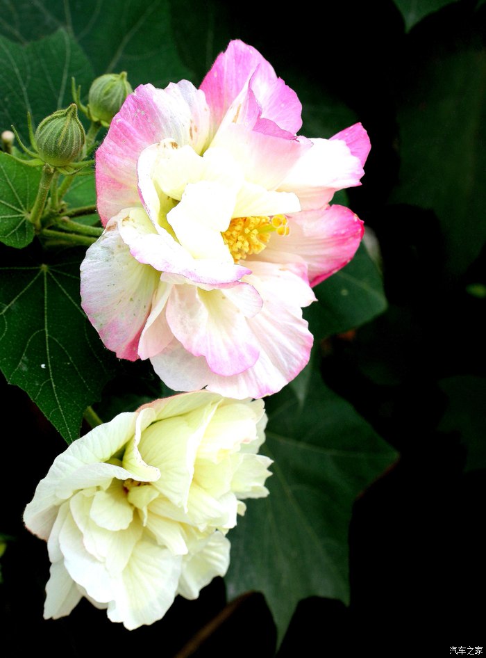 【图】成都市市花 木芙蓉_四川论坛_汽车之家论坛