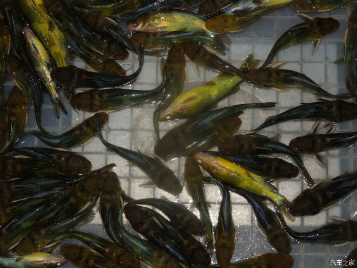 钓不到鱼就去吃鱼,去大塘吃