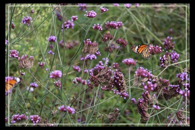 贵阳都拉营下水村下水大佛探寻!~_贵州