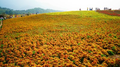 【重庆骋驰天下车友会】带你们去铜梁花海奇幻
