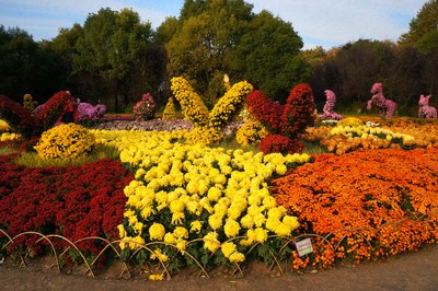 【厚蕴勤耕 菊花满园---2014上海菊花展】恭贺