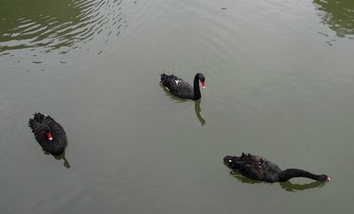走马观花看厦门 蜻蜓点水游广东--之五:连城冠