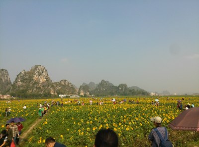 行走在身边的风景—赏陆川龙珠湖葵花