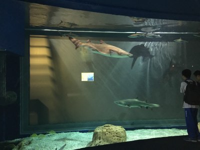 珠海长隆海洋王国一日游,海量图片,流量党慎点