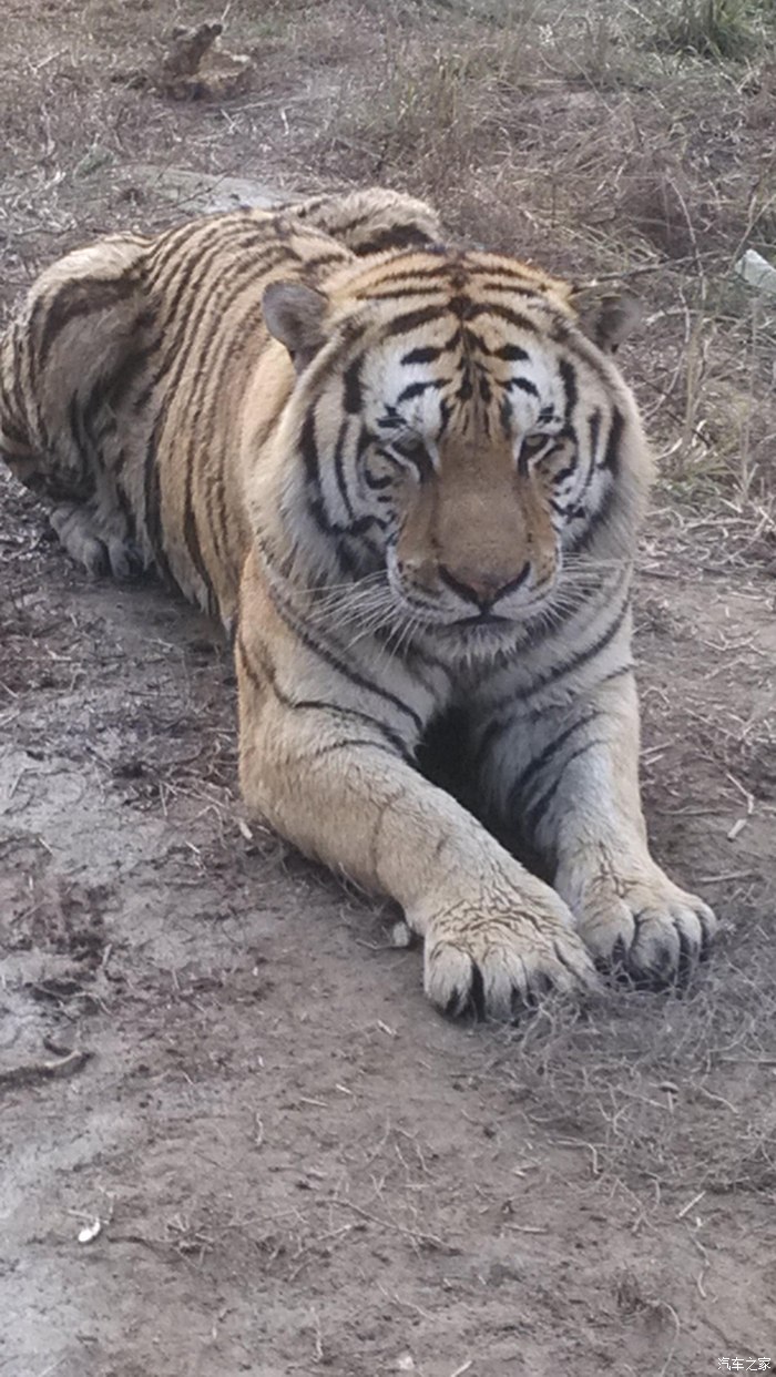 【图】黄山福克斯车友俱乐部赏秋观虎林园自驾