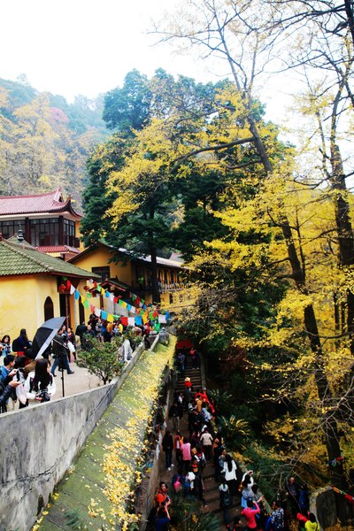 凑个热闹,我也来发发大邑县白岩寺的银杏节