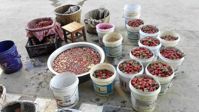 吃草莓是一件幸福的事!