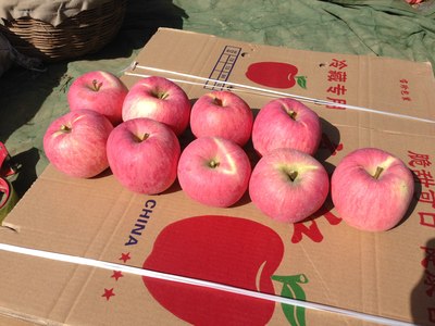 真正的日行千里 陕西苹果的原产地采摘自驾行