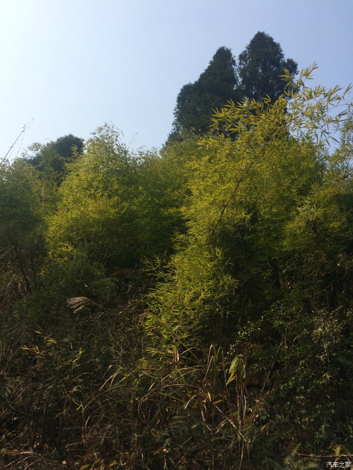 【图】宜昌三峡竹海。_河北论坛_汽车之家论