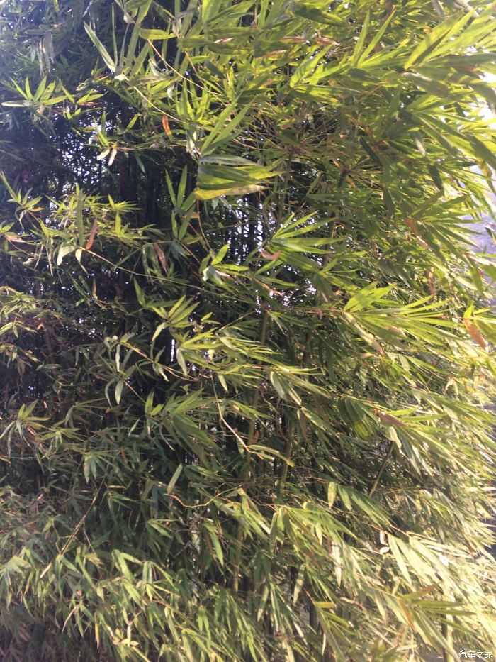 【图】宜昌三峡竹海。_河北论坛_汽车之家论