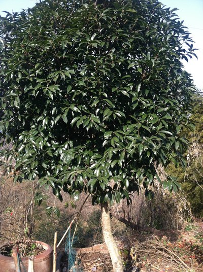 【自驾游征文活动】我生在一个小山村续---秋天