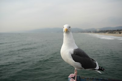 海鸥海鸥我们的朋友