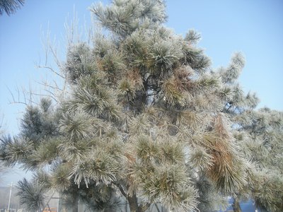 家门口的美景,雾中大洼疙瘩楼冰雪世界!_辽宁