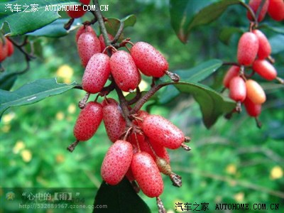 羊母奶子(音)形似山羊乳头而名