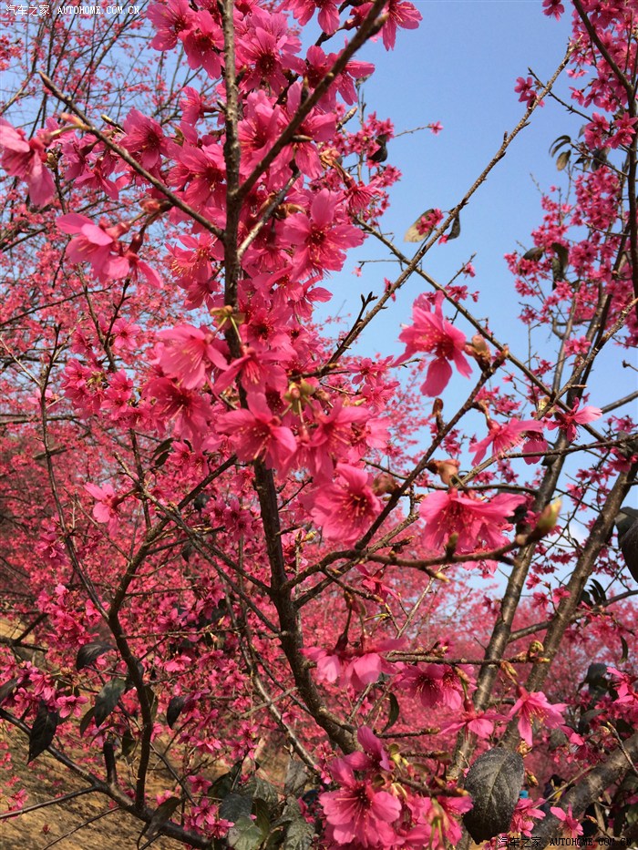 suki雨妖艳到极致的红色樱花及风景极好的南岭森林公园