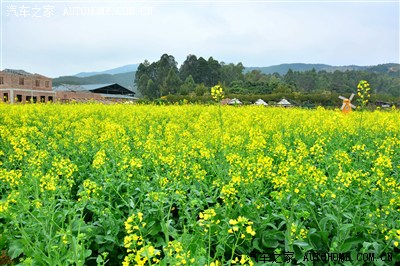 【风光】抓著春节尾巴一游高明盈香生态园赏油菜花