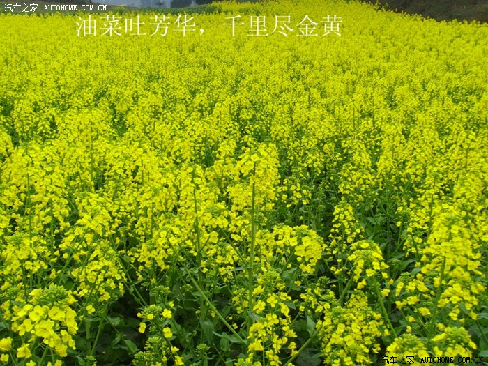 【图】又是一年春来到油菜儿开带你欣赏油菜