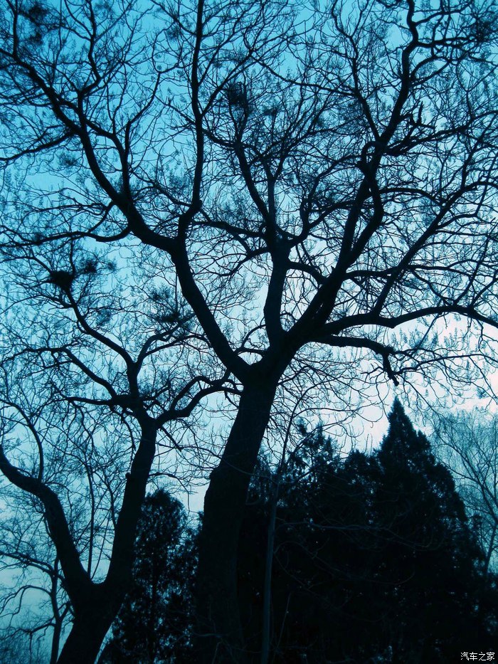 【图】树影森森 倩女幽魂_摄影论坛_汽车之家